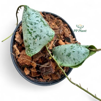 Hoya imbricata silver (Size S)