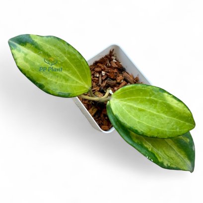 Hoya merrillii variegata (Size S)