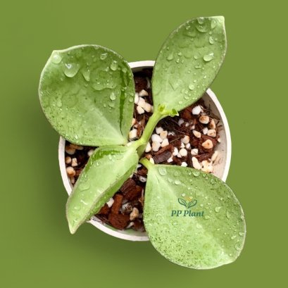 Hoya subquintuplinervis (Silver)