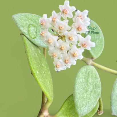 Hoya nummularioides  'Yellow corona and full splash leaves' Original from PPPlant