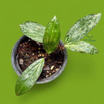 Hoya "Crocodile"