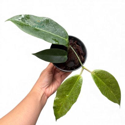 Hoya trigonolobus (IML-1731)