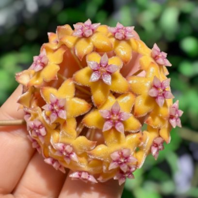 Hoya "SS 007-021" (Hoya kerrii x Hoya erytrina) size S