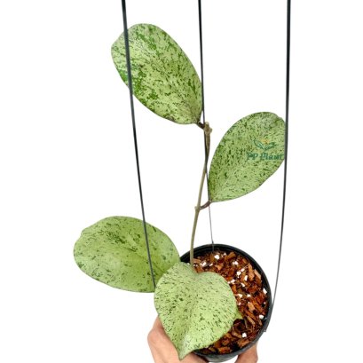 Hoya "Michele" Silver