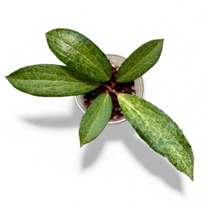 Hoya &quot;Crocodile&quot;