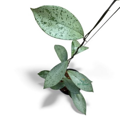 Hoya "Blizzard" (Hoya crassipetiolata splash X Hoya "Michele" splash) silver and acute leaves