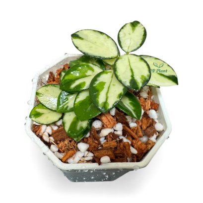 Hoya mathilde (variegated)