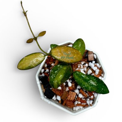 Hoya "VL9" variegated