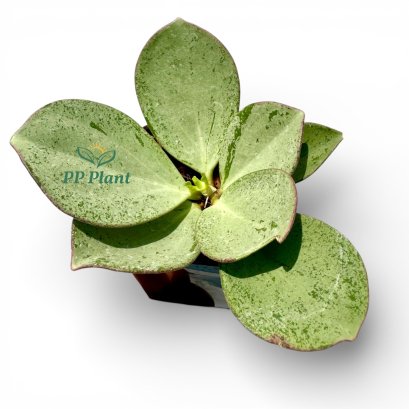 Hoya subquintuplinervis (Silver)
