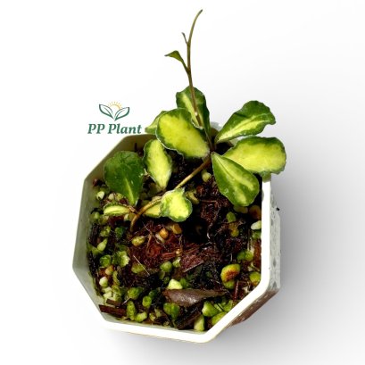 Hoya kanyakumariana  (Variegated)