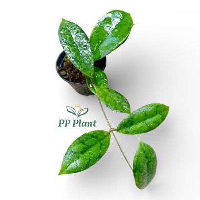 Hoya juannguoana (RPP 153)