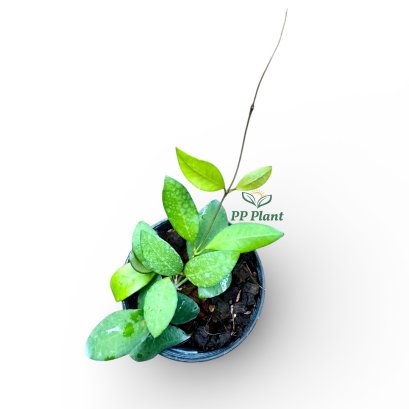 Hoya 'Yellow Sapphire' (sp. Samar GN 003) 