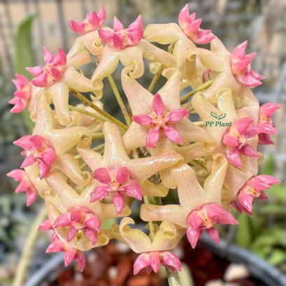 Jidapa (padangensis x UT033)