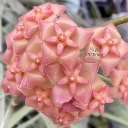  (peninsularis x valmayoriana) x davidcummi