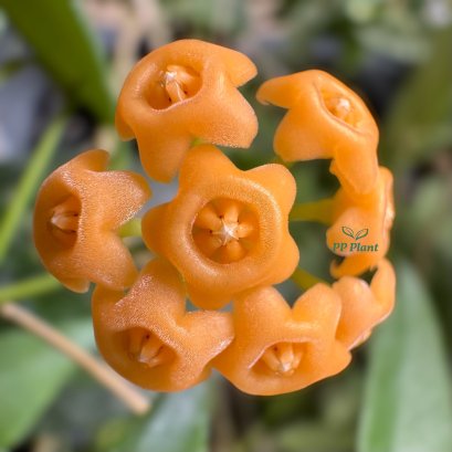 Hoya 'Yellow Sapphire' (sp. Samar GN 003)
