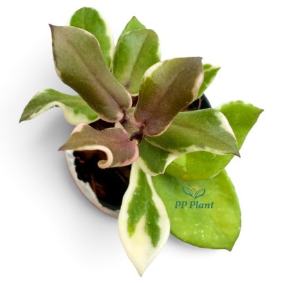 Hoya carnosa "Holliana"