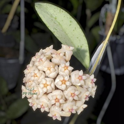 Hoya "Blizzard"