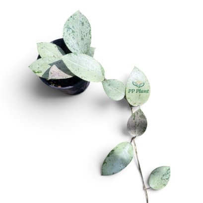 Hoya "Silver Heart"