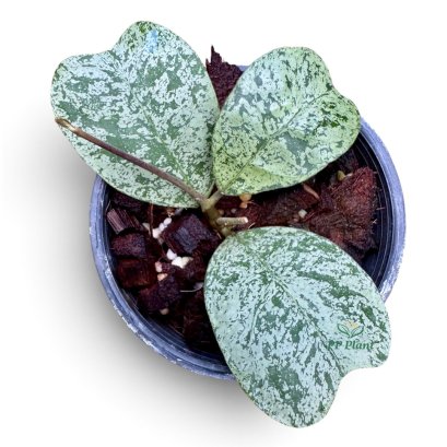 Hoya deykeae "Morning dew"