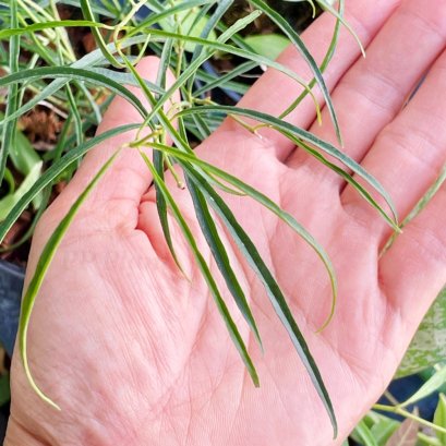 Hoya stenophylla