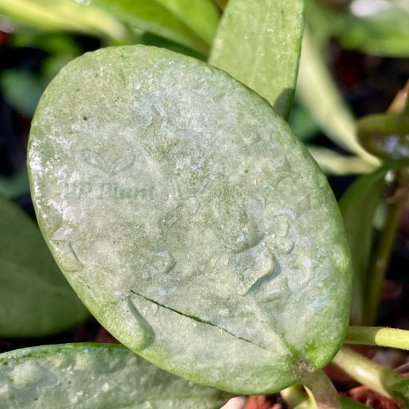 Hoya sp. Chiangdao (Silver) size S Hoya sp. Chiangdao (Silver) size S