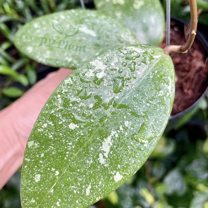 Hoya verticillata 