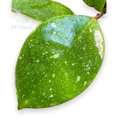 Hoya AH-053 (splash leaves)