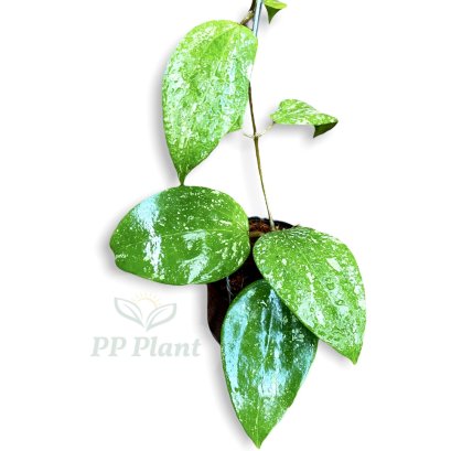 Hoya citrina (splash leaves)