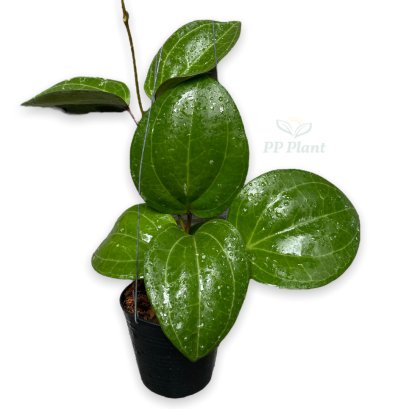 Hoya 'sarawak pink flower'