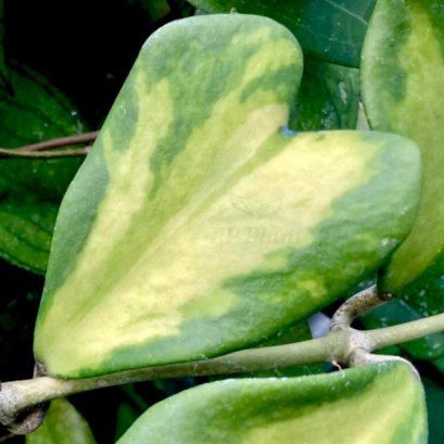 Hoya kerrii "Maisee" (long leaves, delay variegated)