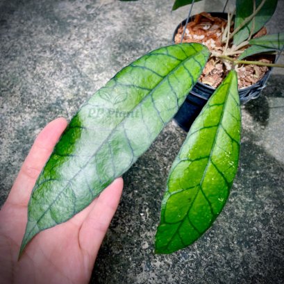 Hoya 'UT-158'
