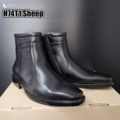 H74T1 Sheep