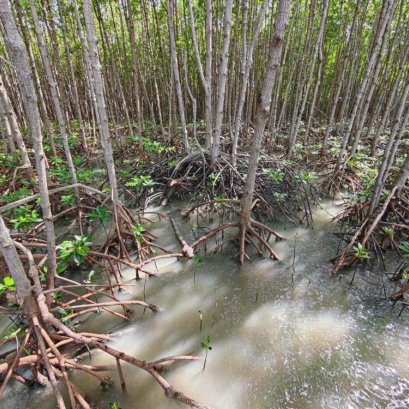 มูลนิธิแม่ฟ้าหลวงฯ เปิดเวที MFLF Sustainability Forum 2026 ดัน Nature Positive จากแนวคิดสู่การปฏิบัติ ชู ทุนธรรมชาติ เป็นรากฐานเศรษฐกิจใหม่ เชื่อมโยงรัฐ-ธุรกิจ-การเงิน-ชุมชน เติบโตไปด้วยกัน