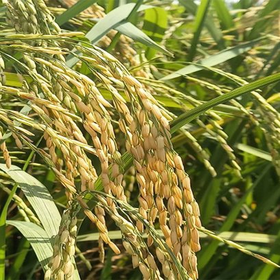 เปิดนาโชว์อีกครั้ง! NSTDA-KU Rice Field Day 2025 ชูข้าวพันธุ์ใหม่ผลผลิตสูง รับมือโลกร้อน เดินหน้าสู่เกษตรยั่งยืน