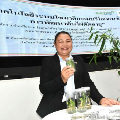 ไผ่ตัดอายุ นวัตกรรมใหม่ เปลี่ยนโฉมอุตสาหกรรมไผ่ไทย สู่อนาคตเศรษฐกิจชีวภาพ