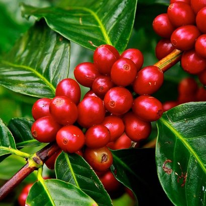 ที่มาของกาแฟดอยช้าง