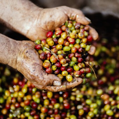 กระบวนการผลิตกาแฟ