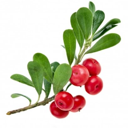 สารสกัด BEARBERRY