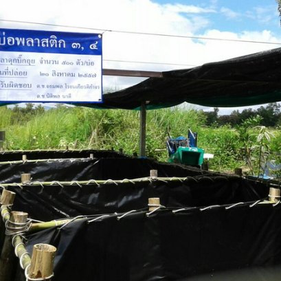 โครงการเลี้ยงปลาดุก โรงเรียนเทศบาล 4 สันป่าก่อ ฝูงบิน 416