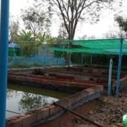 บ่ออิฐประสาน ปูทับด้วยผืนพลาสติก LDPE ใช้งานเพื่อเลี้ยงสัตว์