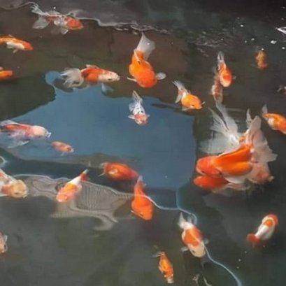 การเลี้ยงปลา หรือสัตว์น้ำในบ่อพลาสติก LDPE