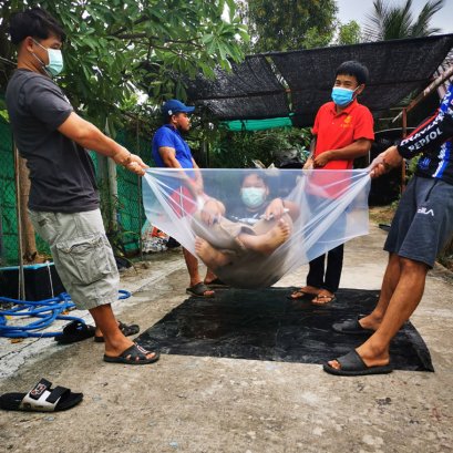 พลาสติก LLDPE ใสขุ่น เหนียว!!!