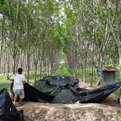 ระหว่างร่องสวน ส่วนใหญ่มักจะมีพื้นที่ว่าง