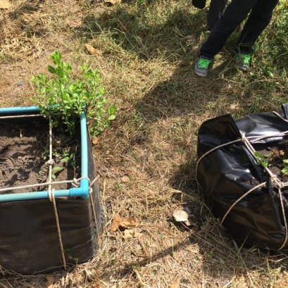 รากไม้ ไม่ได้น่ากลัวสำหรับพลาสติก LDPE