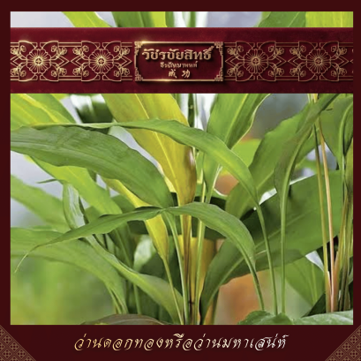 ว่านดอกทองหรือว่านมหาเสน่ห์