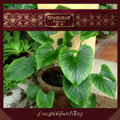 ว่านเสน่ห์จันทร์เขียว