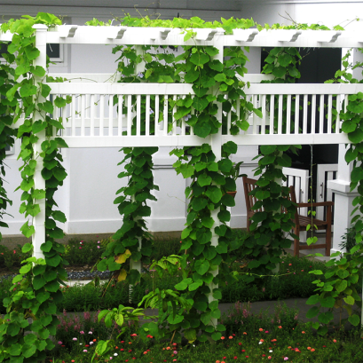 ซุ้มระแนงไม้เลื้อย