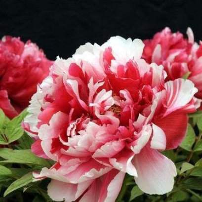 Botanical Motifs in Chinese Decoration