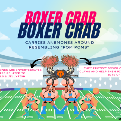 Boxer crab