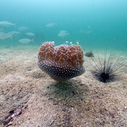 5 Reasons Why You Should Come to Pattaya for Scuba Diving